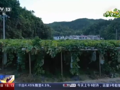【在希望的田野上】江西赣州：时蔬成熟季 农民采收忙