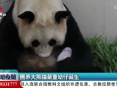 圈养大熊猫最重幼仔诞生