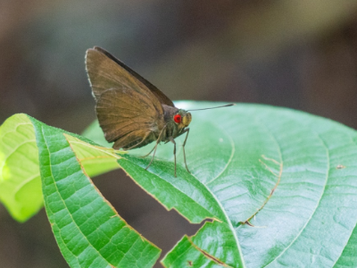 江西武夷山保护区发现蝶类新纪录1种