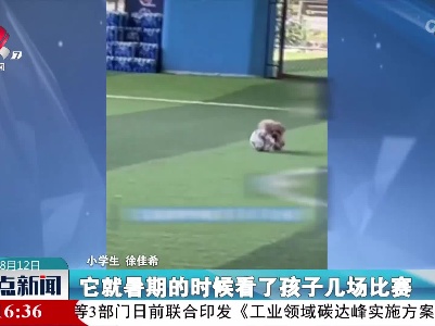 狗狗足球场“秀球技”精准射门