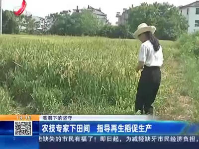 【高温下的坚守】农技专家下田间 指导再生稻促生产