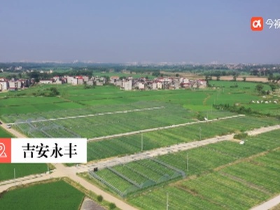 吉安永丰：香瓜丰收 一年三季轮作土生金