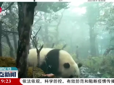 四川宝兴：又见大熊猫和它的“邻居们”