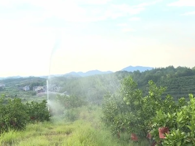上饶广丰：农技专家田间忙 助力抗旱保生产