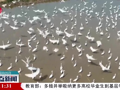鄱阳湖水位下降 南矶湿地迎来夏候鸟集中觅食
