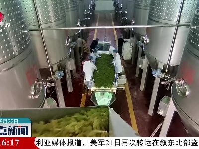新疆和硕县：14万亩酿酒葡萄进入甜蜜丰收季