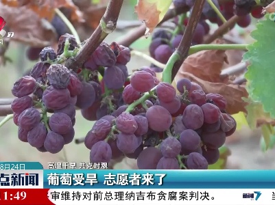 【高温干旱 共克时艰】葡萄受旱 志愿者来了