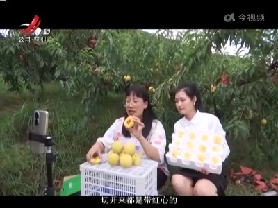 稻花香里20220809 乡村振兴进行时——井冈黄桃正当熟