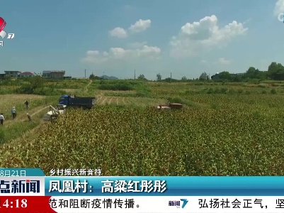 【乡村振兴新音符】凤凰村：高粱红彤彤