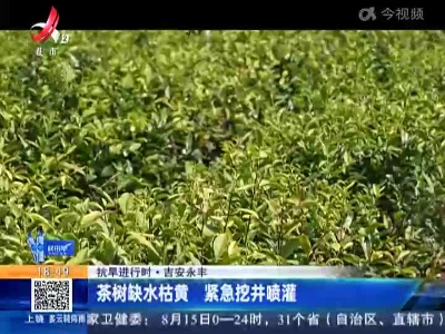 【抗旱进行时】吉安永丰：茶树缺水枯黄 紧急挖井喷灌