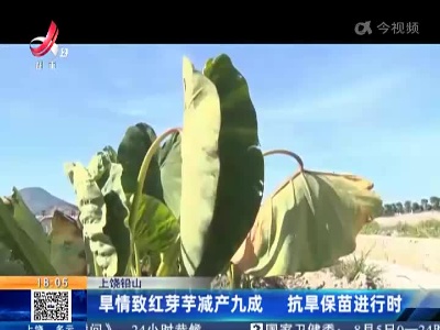 上饶铅山：旱情致红芽芋减产九成 抗旱保苗进行时