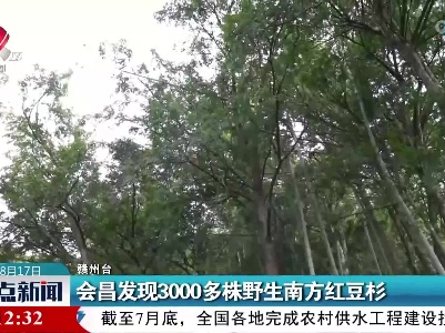 会昌发现3000多株野生南方红豆杉