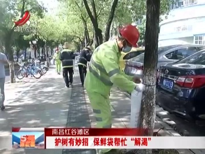 南昌红谷滩区：护树有妙招 保鲜袋帮忙“解渴”