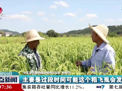 分宜：强化病虫害防治保秋粮丰收