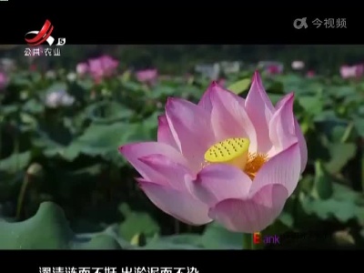 赣州石城：十二万亩荷花 绽放“美丽经济”