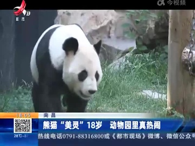 南昌：熊猫“美灵”18岁 动物园里真热闹