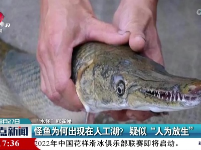 【“水怪”鳄雀鳝】怪鱼为何出现在人工湖？疑似“人为放生”