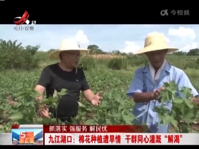 【抓落实 强服务 解民忧】九江湖口：棉花种植遭旱情 干群同心灌溉“解渴”