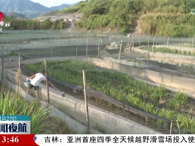 【乡村振兴进行时】霞坊村：稻蛙共生 效益倍增