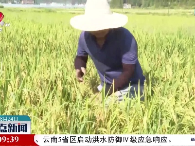 南城：加强稻飞虱防治 夯实秋粮丰收基础
