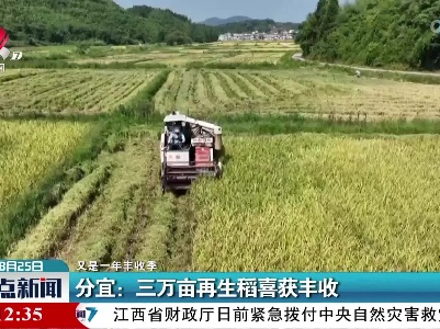 【又是一年丰收季】分宜：三万亩再生稻喜获丰收
