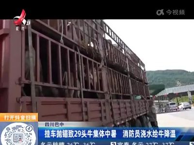 四川巴中：挂车抛锚致29头牛集体中暑 消防员浇水给牛降温