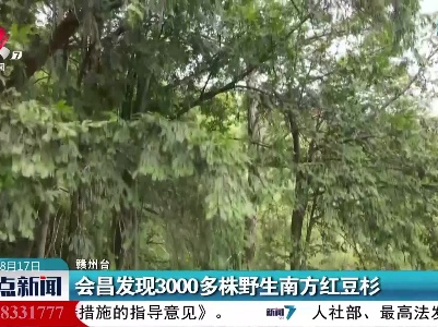 会昌发现3000多株野生南方红豆杉