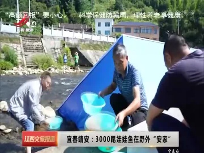 宜春靖安：3000尾娃娃鱼在野外“安家”