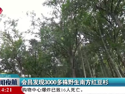 会昌发现3000多株野生南方红豆杉