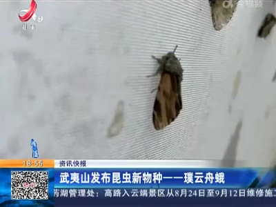 武夷山发现昆虫新物种——璞云舟蛾