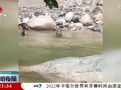 大熊猫国家公园唐家河片区：智慧斑羚勇斗双貂