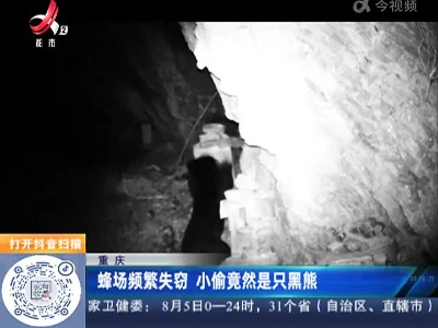 重庆：蜂场频繁失窃 小偷竟然是只黑熊
