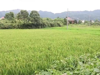 高温致萍乡多地干旱 消防送水800余吨解“缺水之急”