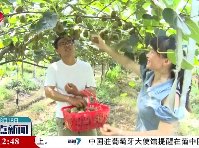 【又到瓜果成熟季】铅山：果挂满枝 猕猴桃喜获丰收