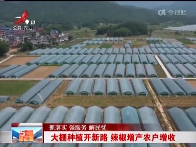 【抓落实 强服务 解民忧】大棚种植开新路 辣椒增产农户增收