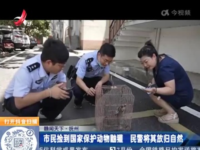 【赣闻天下】抚州：市民捡到国家保护动物鼬獾 民警将其放归自然