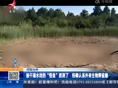 河南汝州：抽干湖水找的“怪鱼”抓到了 经确认系外来生物鳄雀鳝