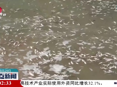 投放1200斤活体小鱼 保障江豚食物充足