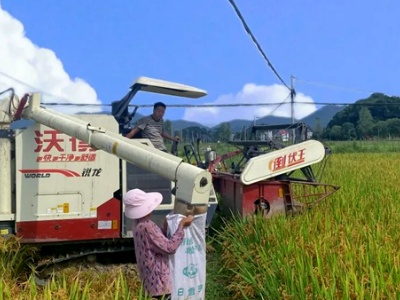 永新县高溪乡：早稻收割忙 全力抓好早稻收割工作
