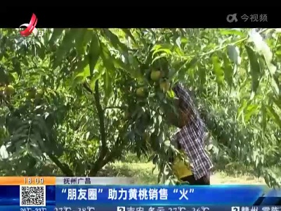 抚州广昌：“朋友圈”助力黄桃销售“火”