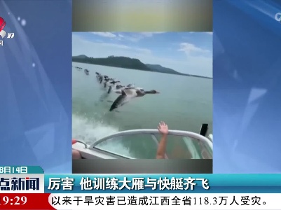 厉害 他训练大雁与快艇齐飞