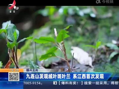 赣州龙南：九连山发现绒叶斑叶兰 系江西首次发现