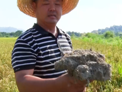 江西浮梁：中晚稻大面积因旱受灾  当地积极抗旱自救