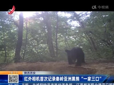 陕西西安：红外相机首次记录秦岭亚洲黑熊“一家三口”