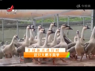 稻花香里20220812 乡村振兴进行时——这只大鹅不简单
