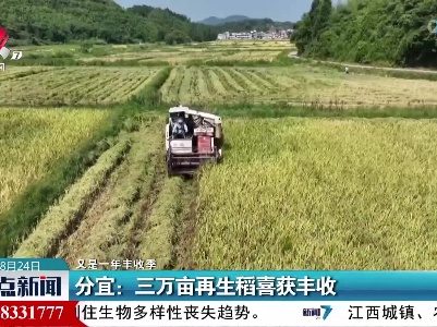 【又是一年丰收季】分宜：三万亩再生稻喜获丰收
