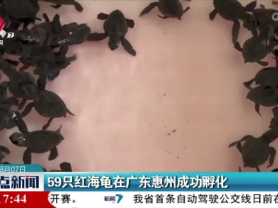 59只红海龟在广东惠州成功孵化