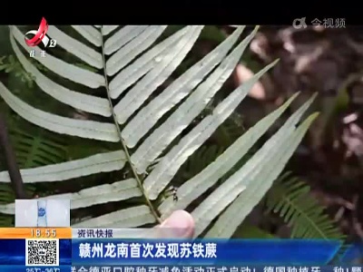 赣州龙南首次发现苏铁蕨