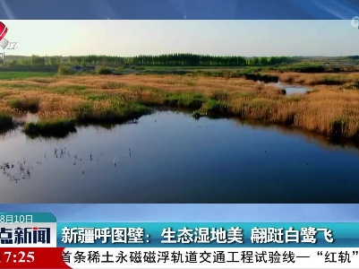 新疆呼图壁：生态湿地美 翩跹白鹭飞