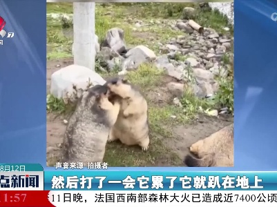 土拨鼠上演“武打戏”还有替补